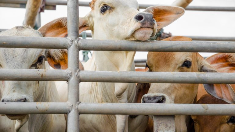 瑞士將在食品包裝上標示動物是否經歷痛苦程序