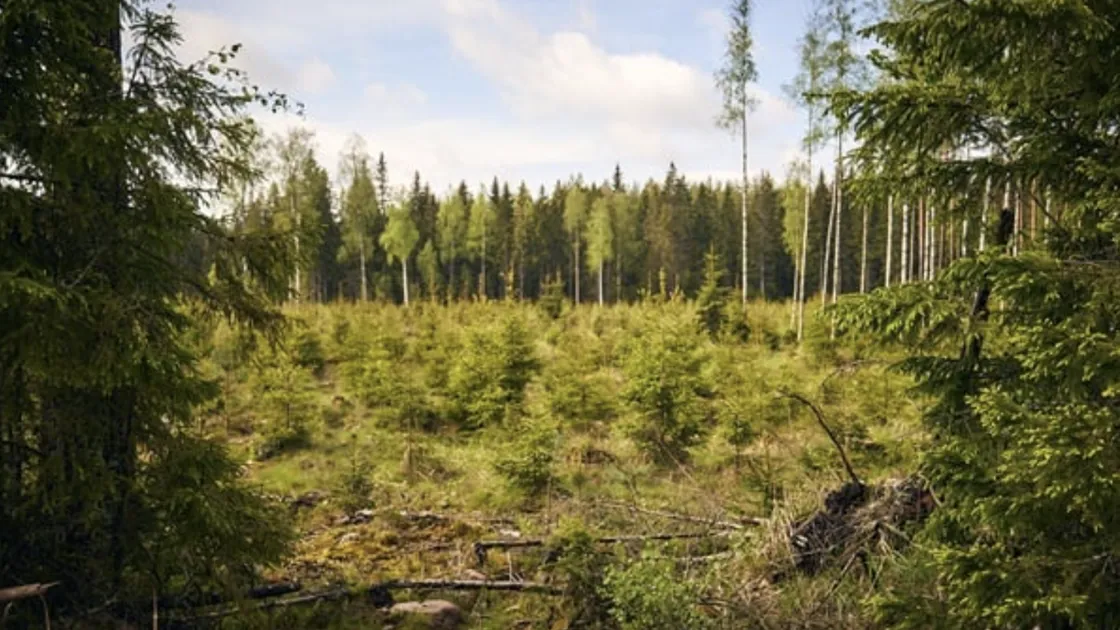 最新 EUDR 提案恐為印刷品進口開大門，形成漏洞